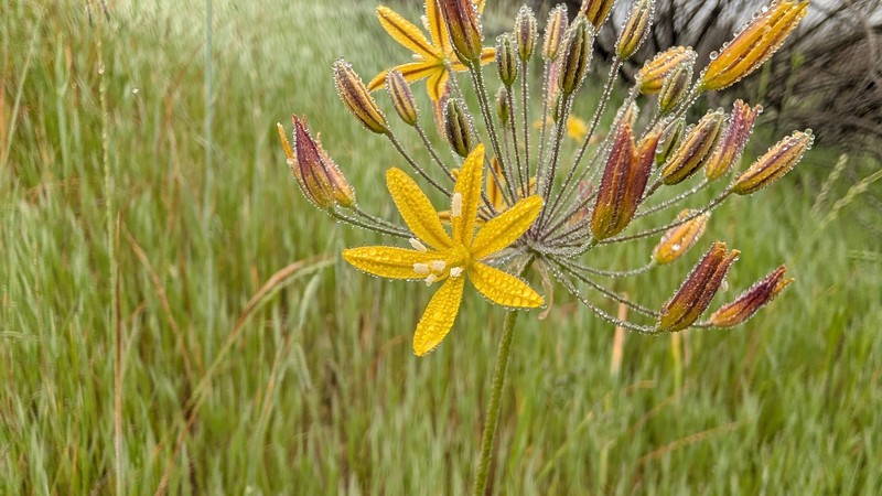 Bloomeria crocea var. crocea photo 6
