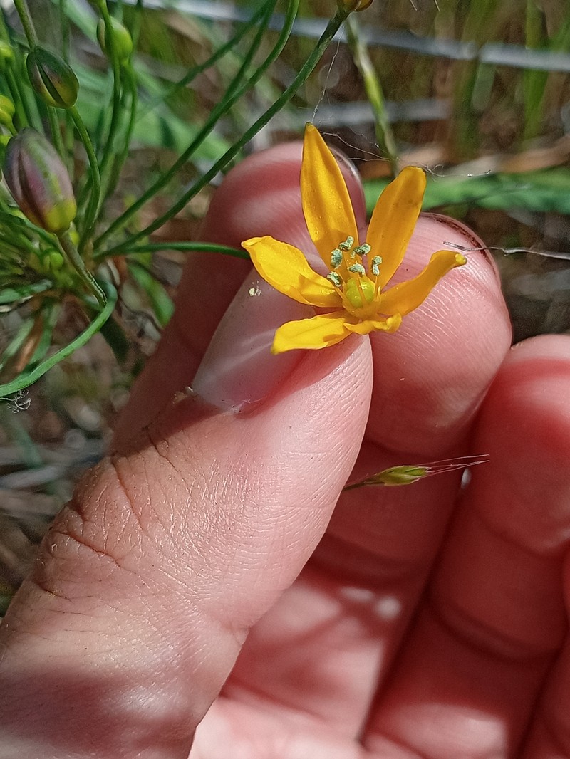 Bloomeria crocea var. crocea photo 7