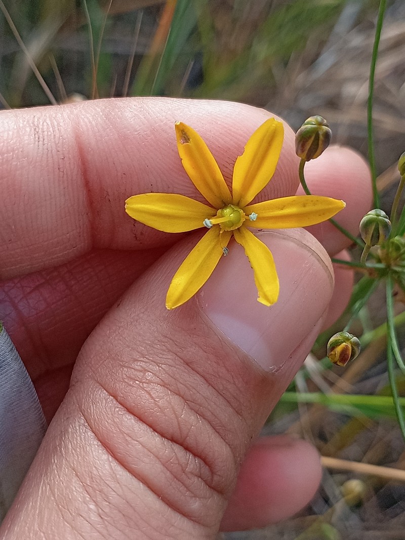 Bloomeria crocea var. crocea photo 8