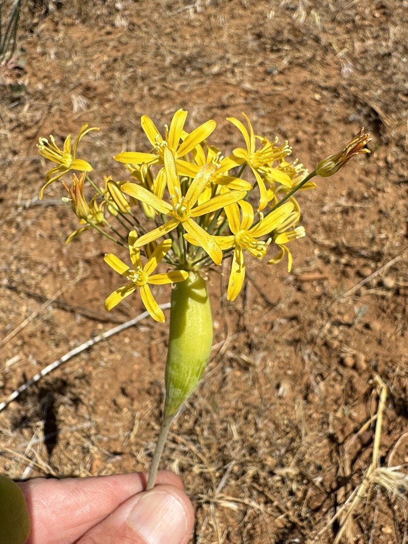 Bloomeria crocea var. montana