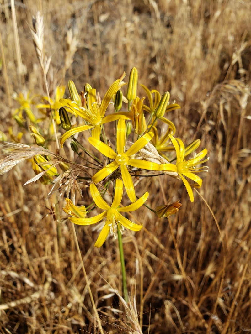 Bloomeria crocea var. montana photo 2
