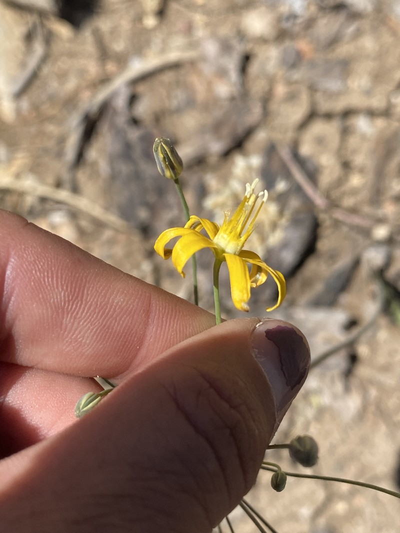 Bloomeria crocea var. montana photo 3