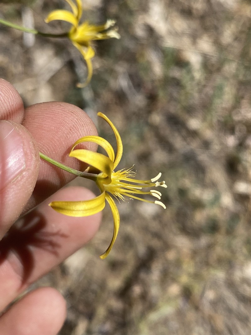 Bloomeria crocea var. montana photo 4