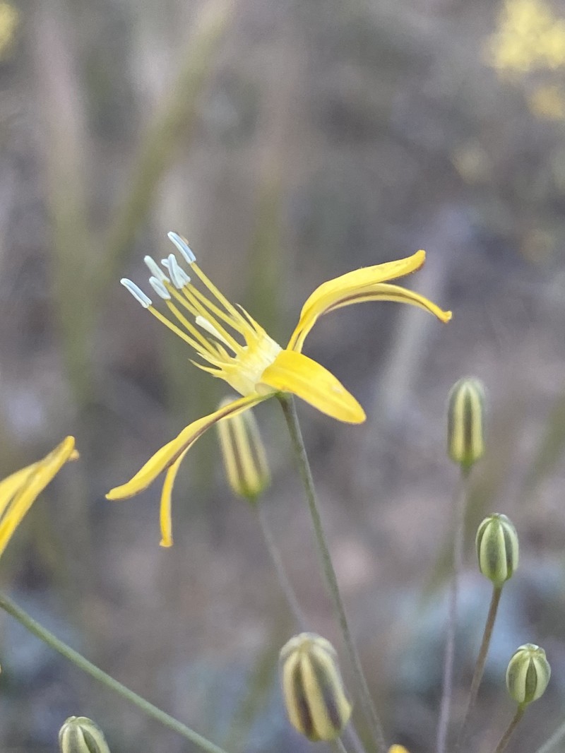Bloomeria crocea var. montana photo 5