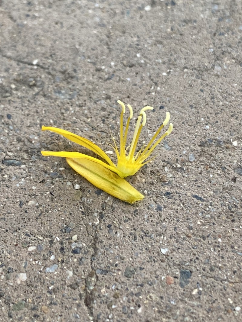 Bloomeria crocea var. montana photo 6