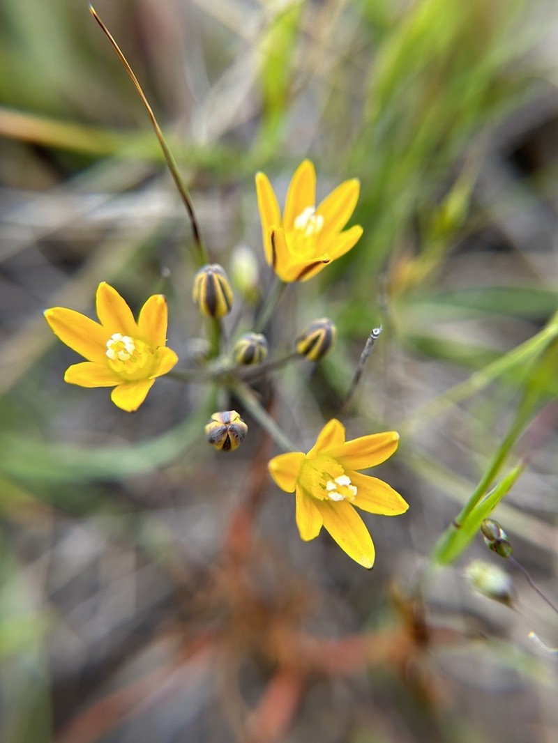Dwarf Goldenstar photo 2
