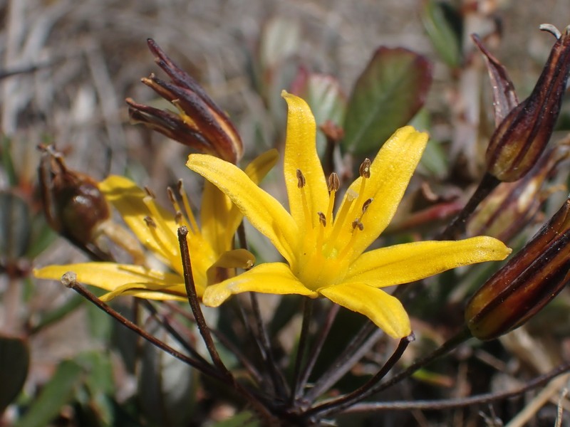 Dwarf Goldenstar photo 3