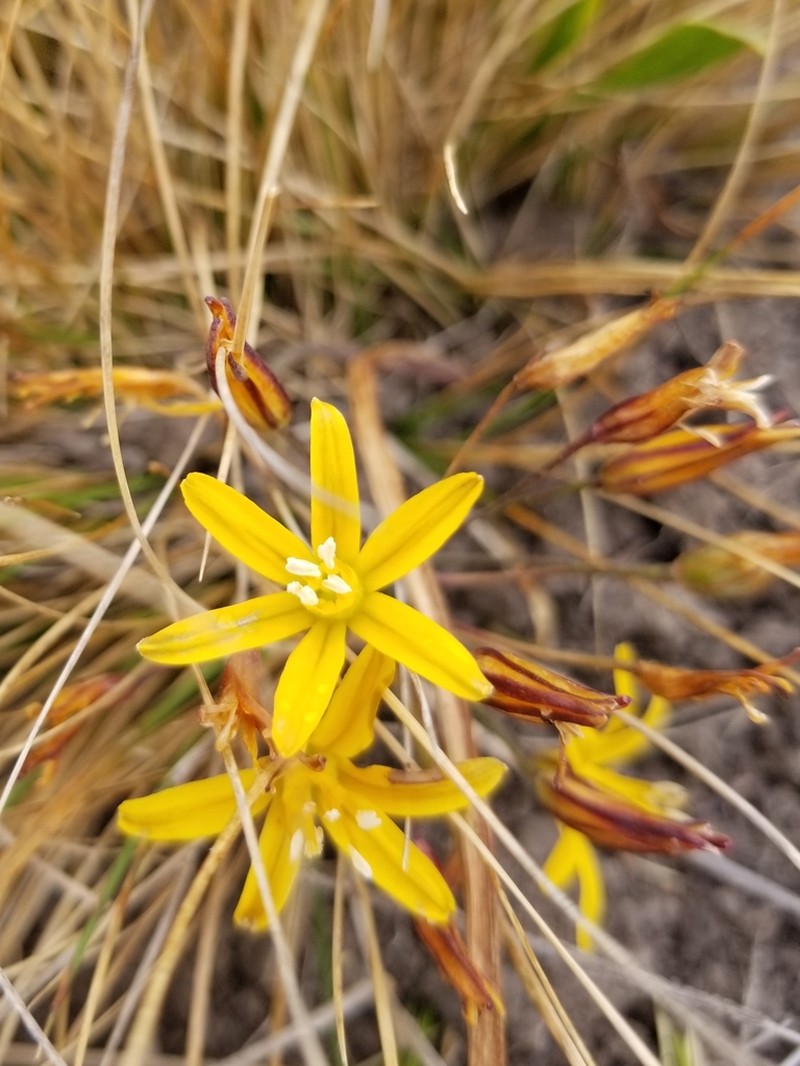 Dwarf Goldenstar photo 4