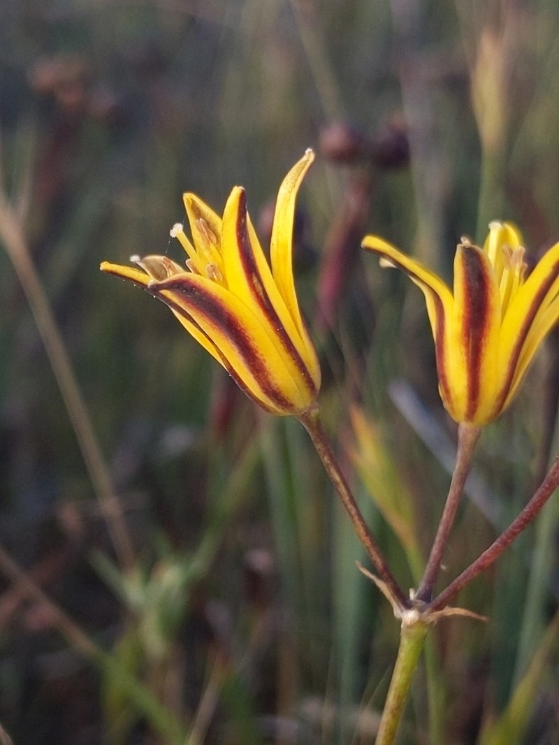 Dwarf Goldenstar photo 5