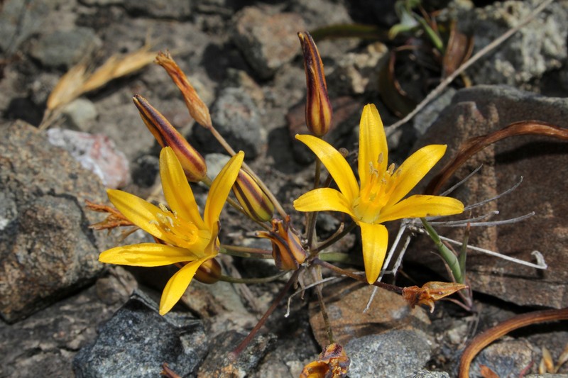 Dwarf Goldenstar photo 6