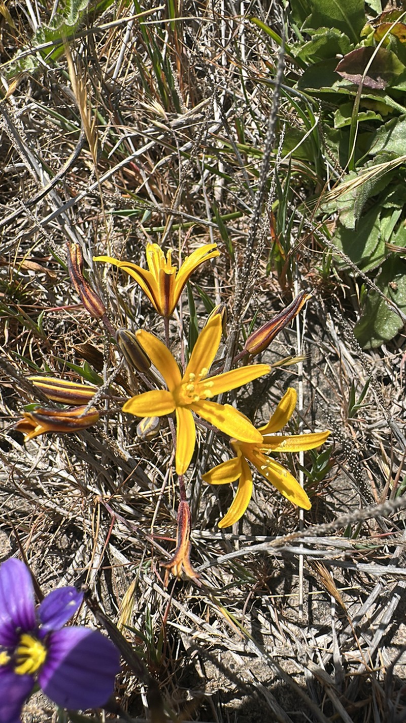 Dwarf Goldenstar photo 7