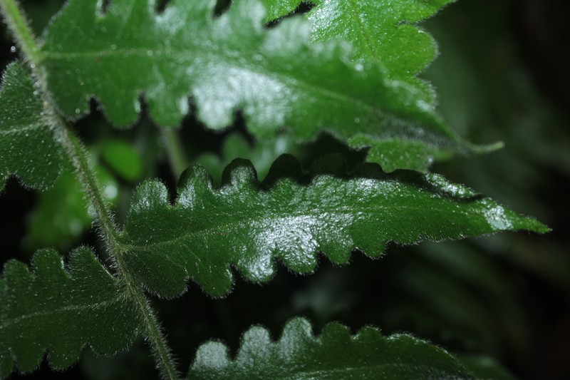 Blotiella aurita