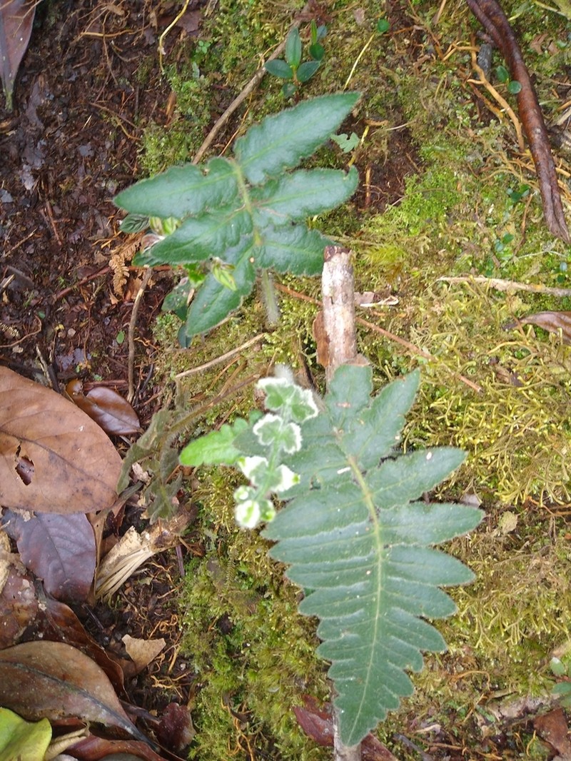Blotiella aurita photo 2