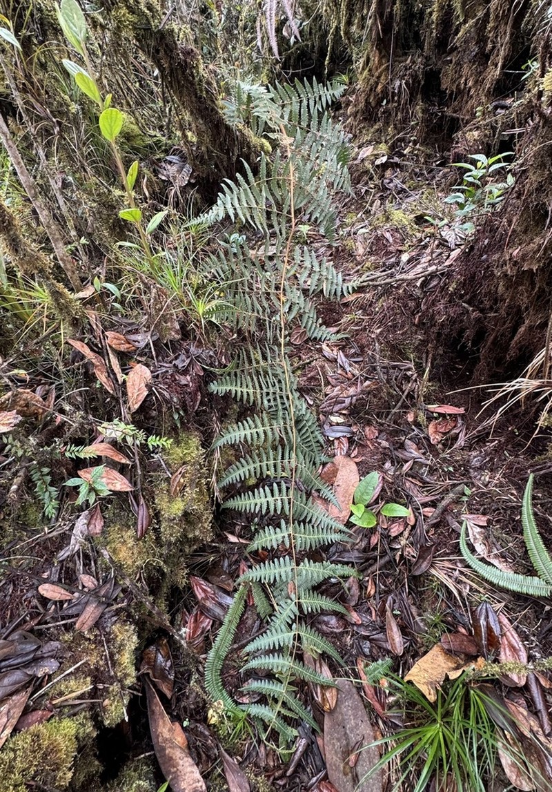 Blotiella aurita photo 3