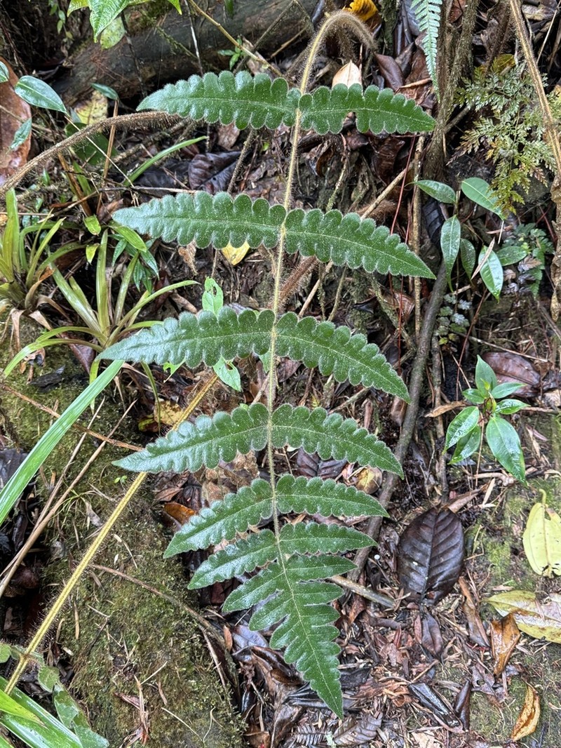 Blotiella aurita photo 4