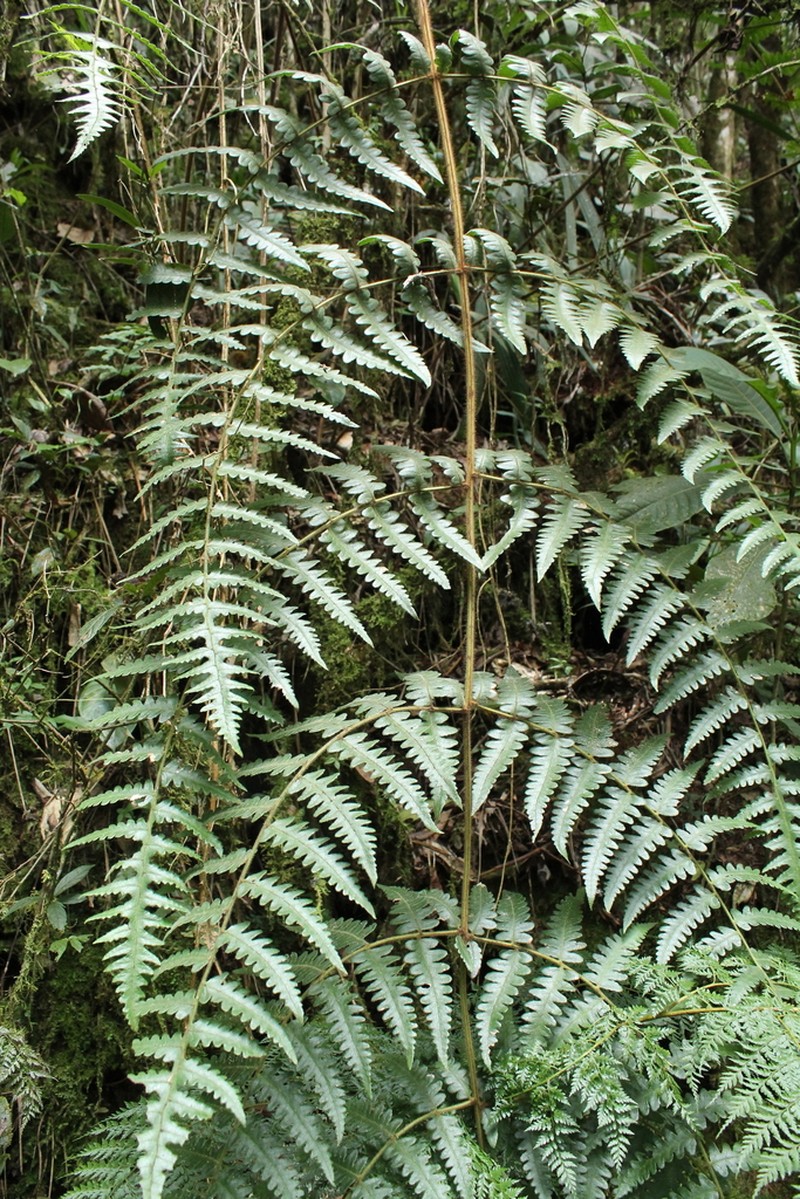 Blotiella aurita photo 5