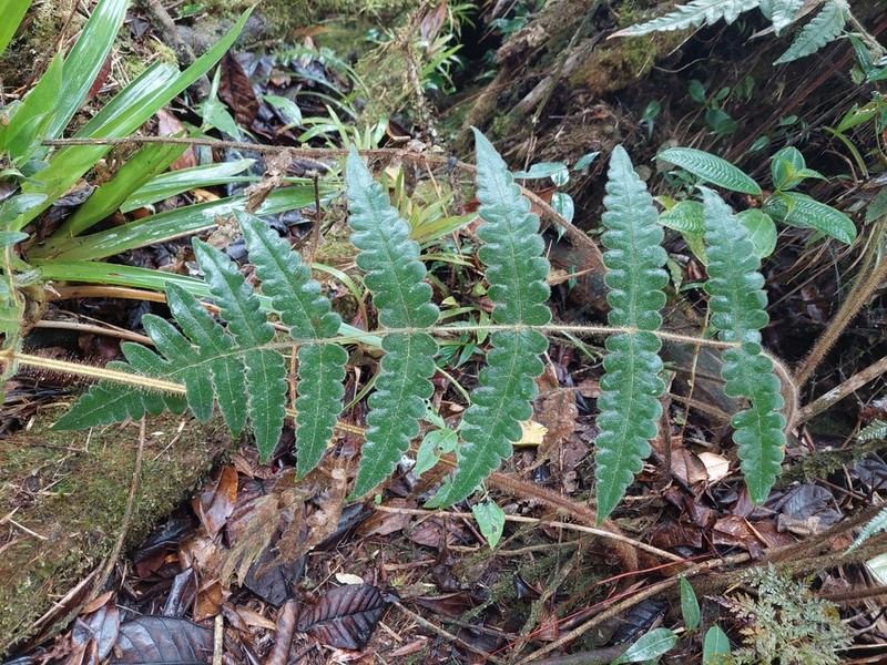 Blotiella aurita photo 8