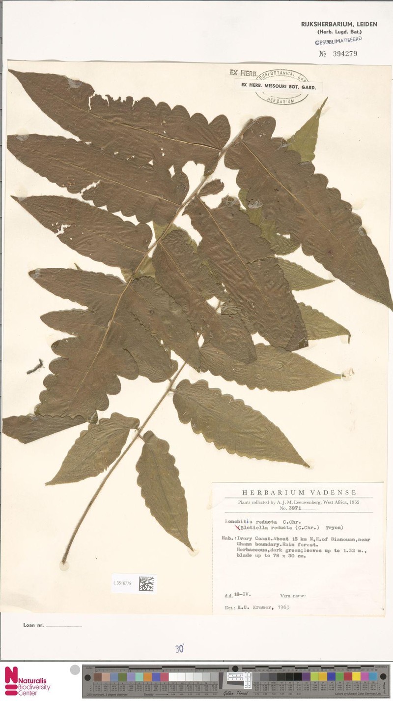 Blotiella confusa