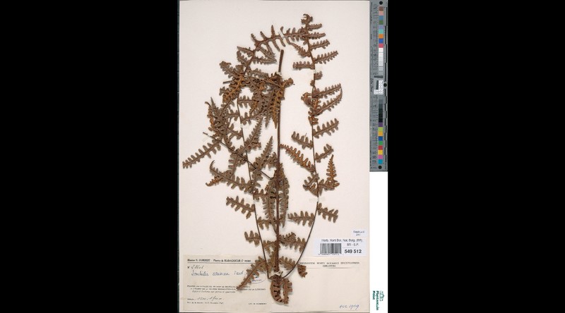 Blotiella coriacea