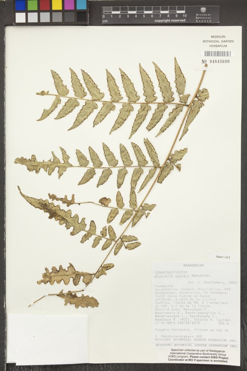 Blotiella coursii