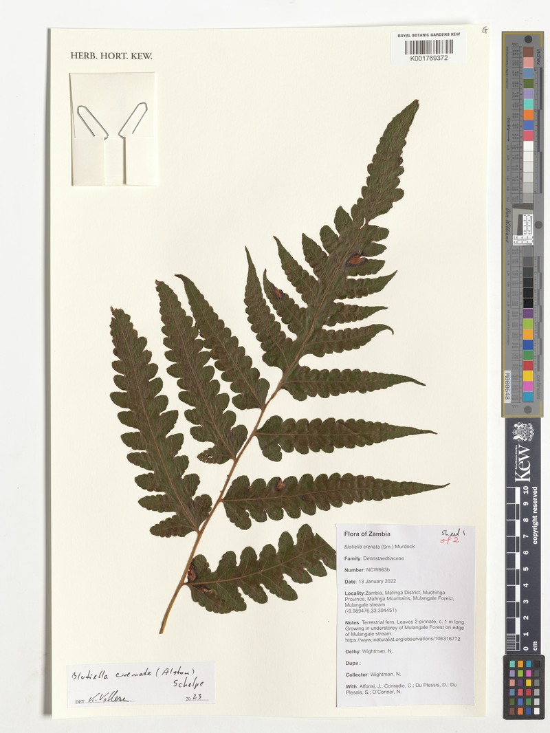 Blotiella crenata photo 3