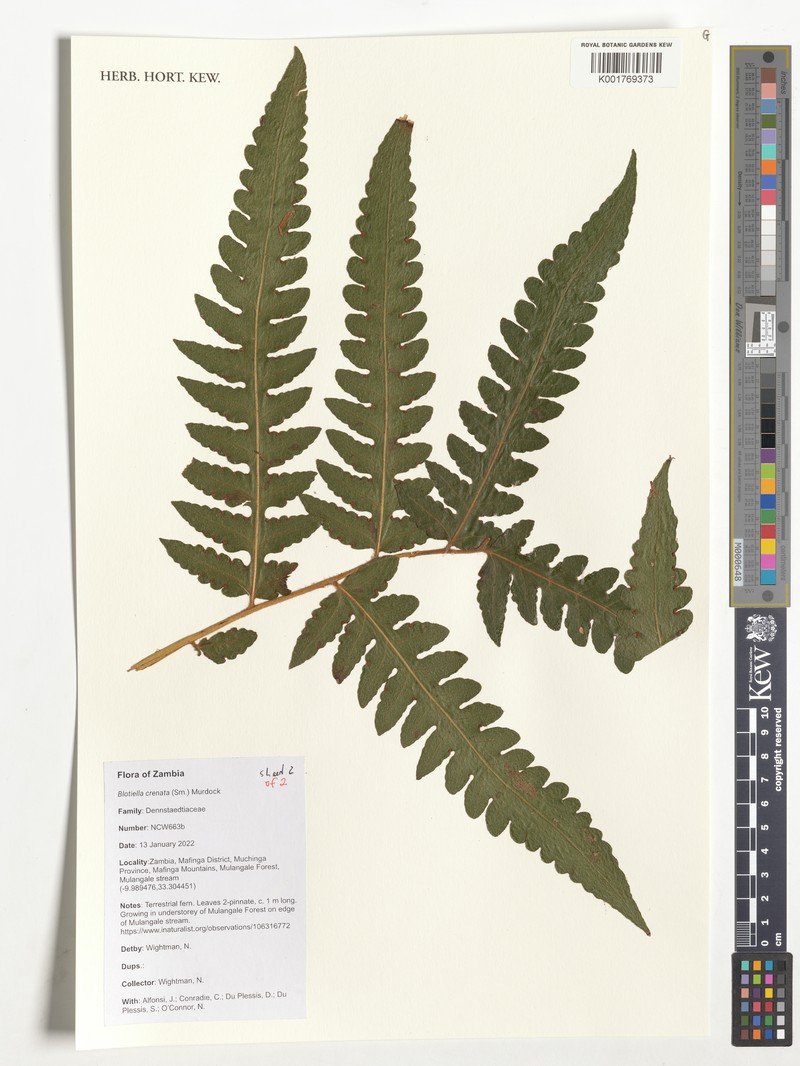 Blotiella crenata photo 4