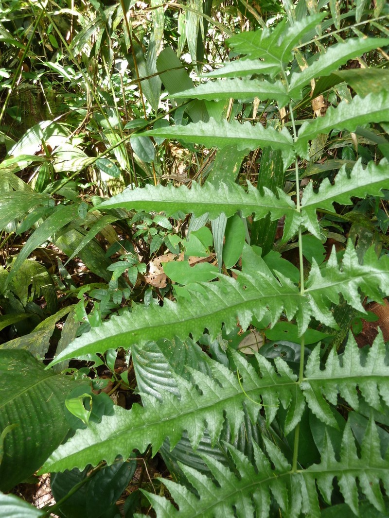 Blotiella currorii