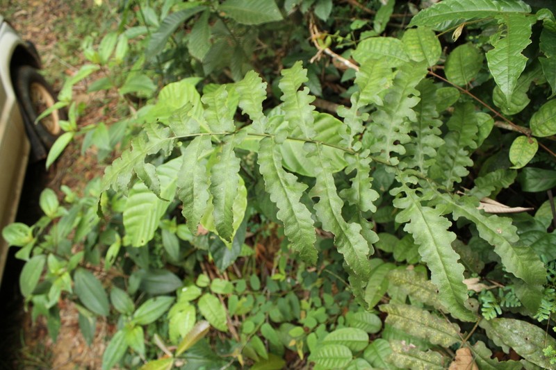 Blotiella currorii photo 2