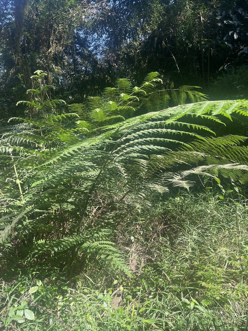 Blotiella glabra