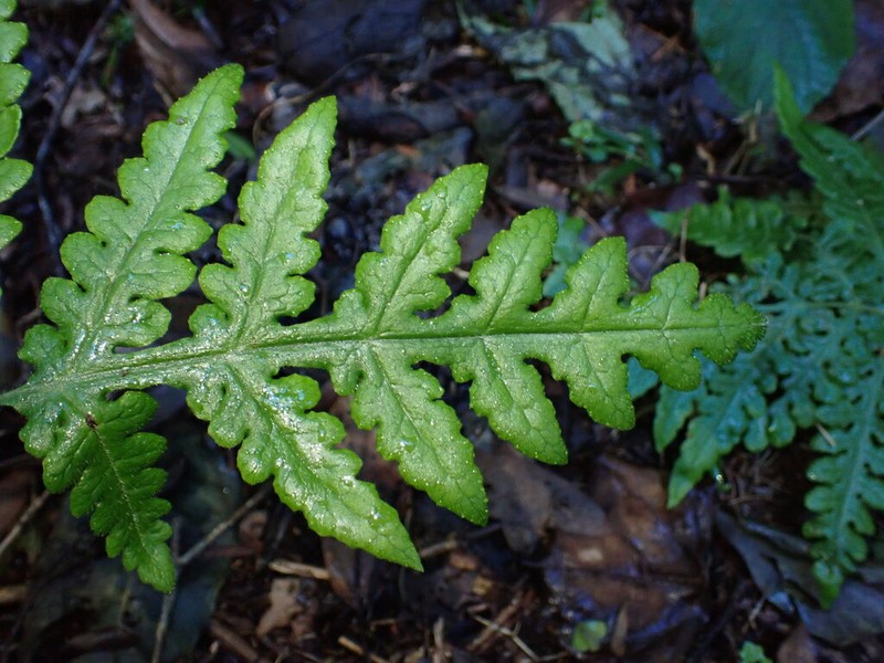 Blotiella glabra photo 2