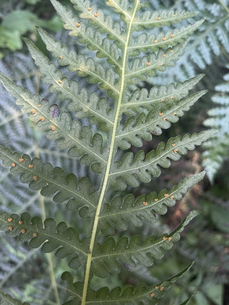 Blotiella glabra photo 3