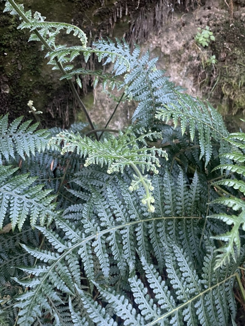 Blotiella glabra photo 4