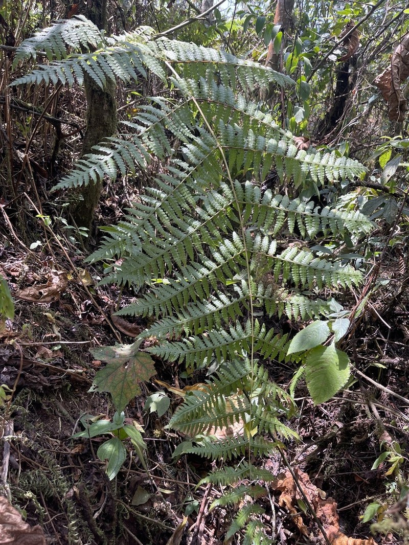Blotiella glabra photo 5