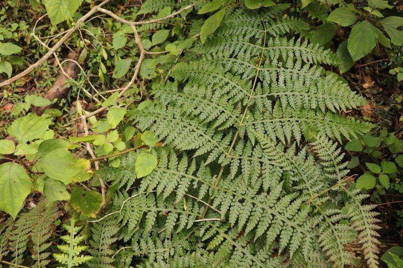 Blotiella glabra photo 6