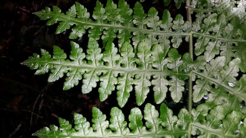 Blotiella glabra photo 7