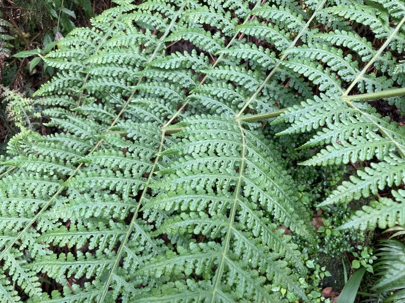 Blotiella glabra photo 8