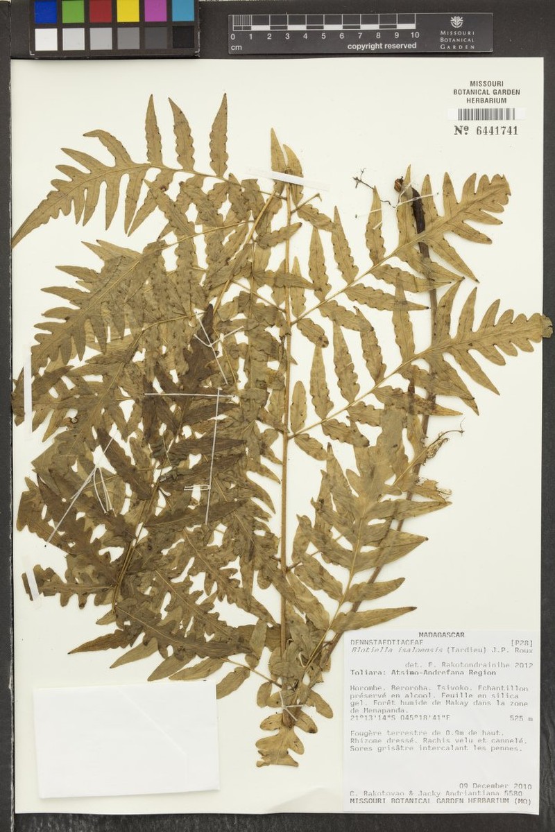 Blotiella isaloensis