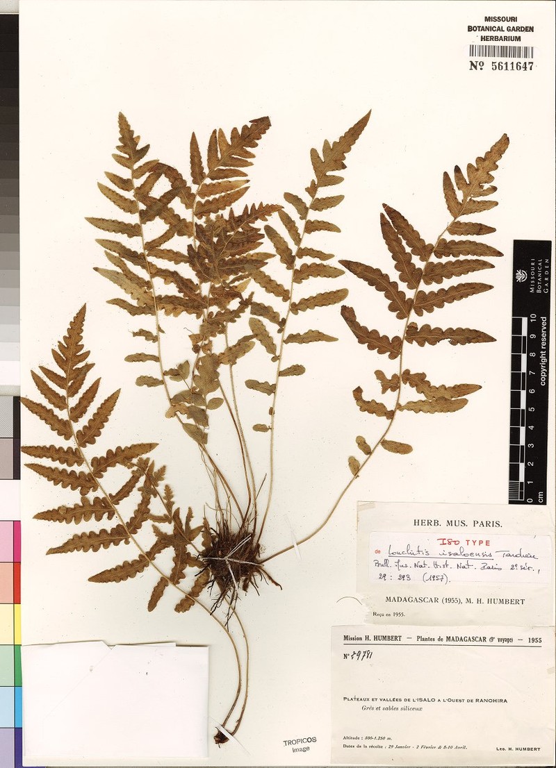 Blotiella isaloensis photo 2