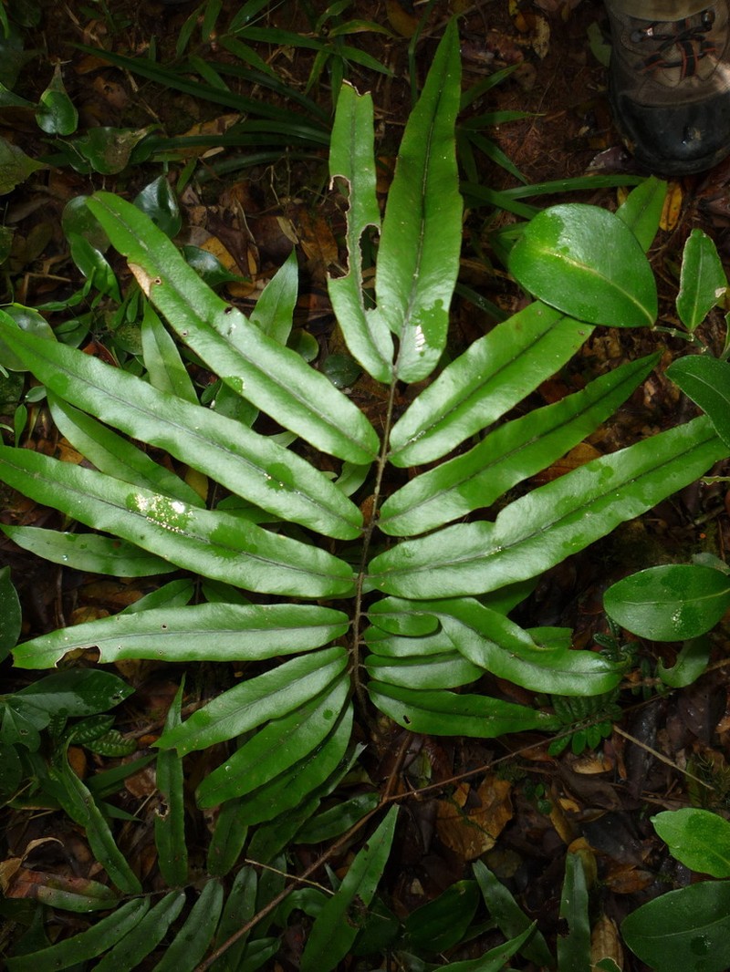 Blotiella lanceifolia