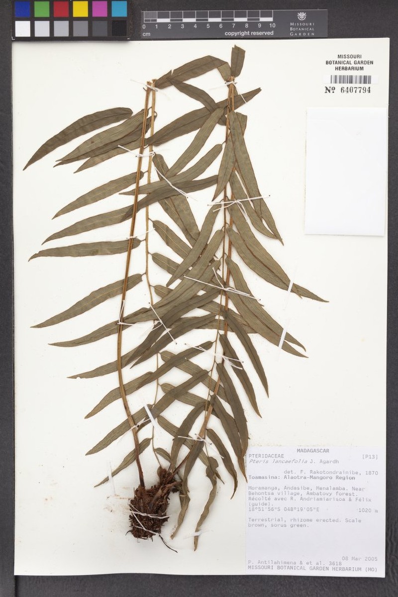 Blotiella lanceifolia photo 2