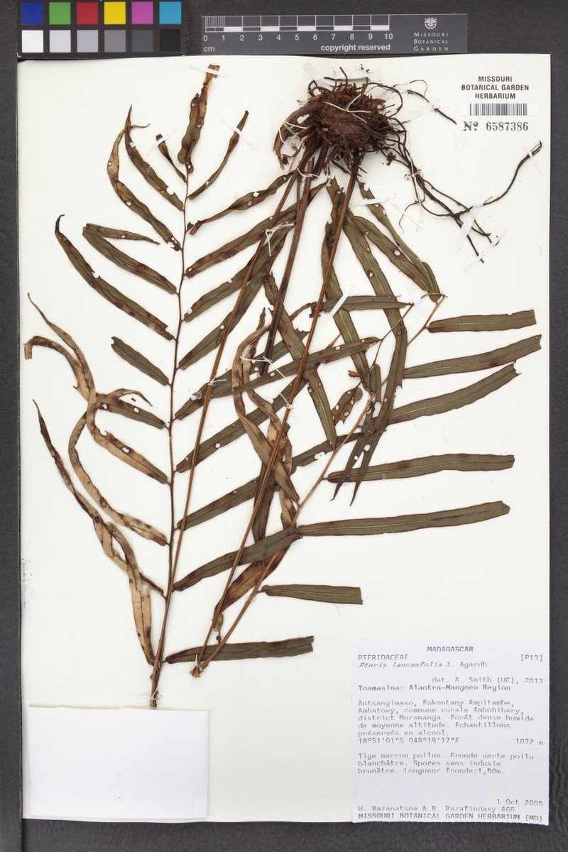 Blotiella lanceifolia photo 3