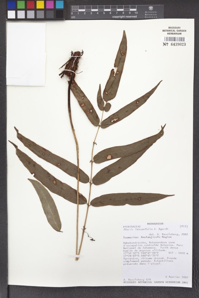 Blotiella lanceifolia photo 4