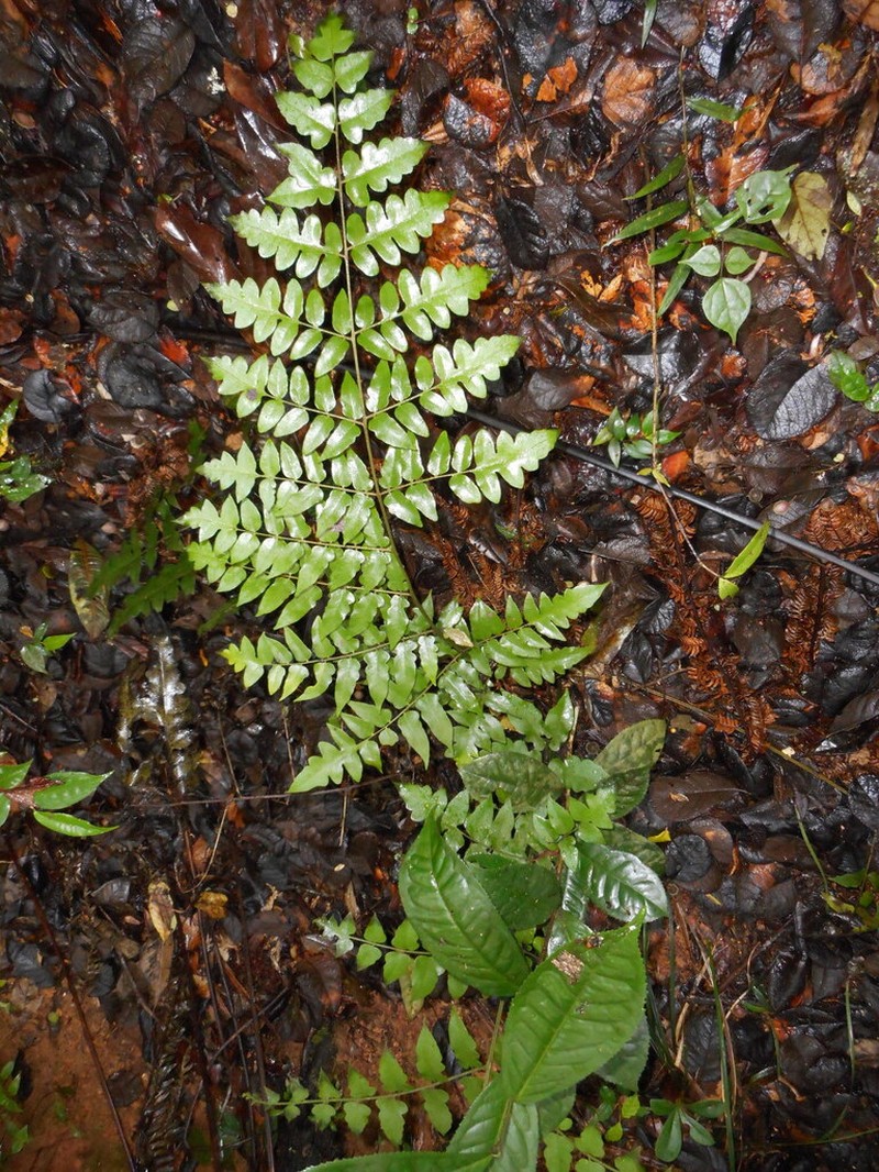 Blotiella madagascariensis