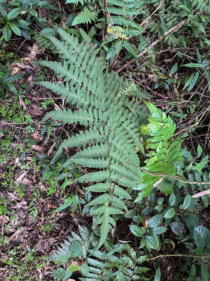 Blotiella madagascariensis photo 2