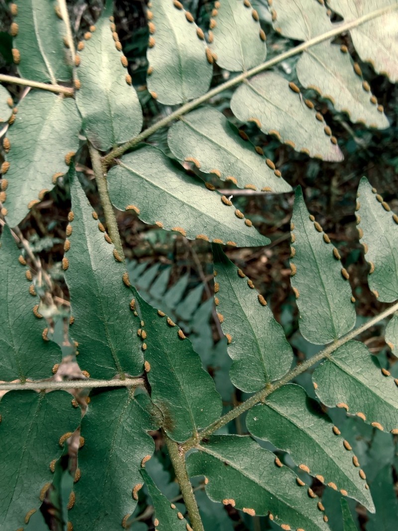 Blotiella madagascariensis photo 3