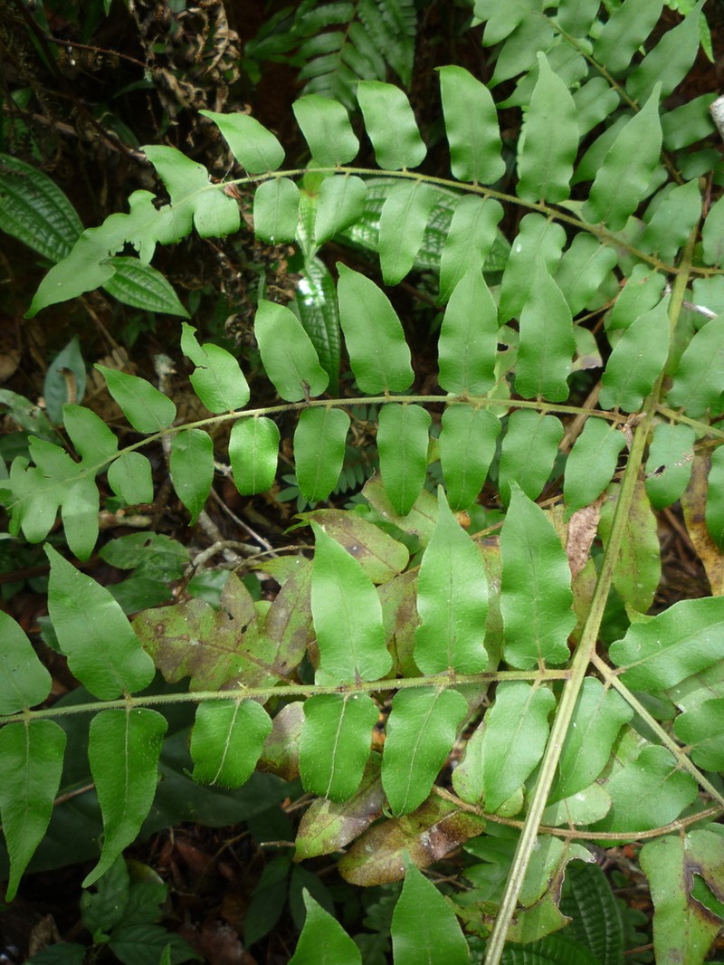 Blotiella madagascariensis photo 4