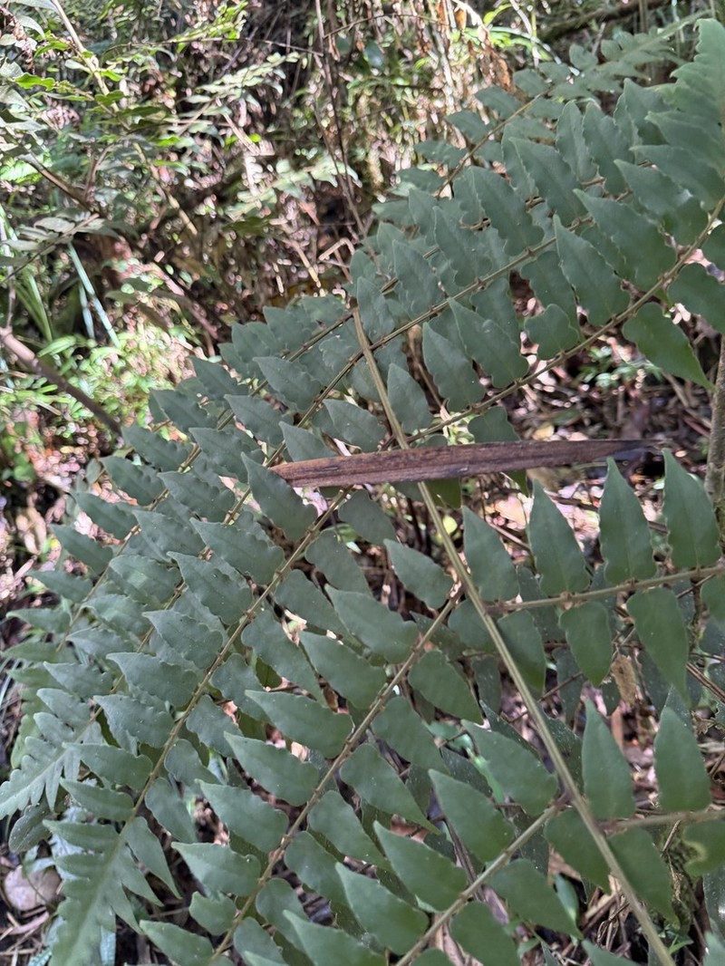 Blotiella madagascariensis photo 5