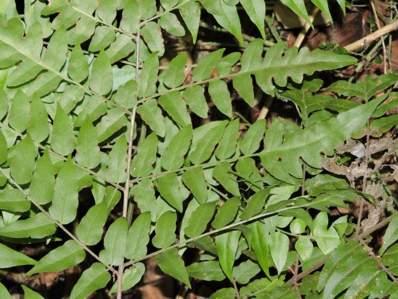 Blotiella madagascariensis photo 6