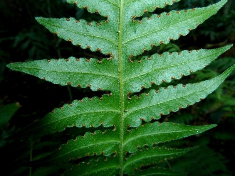 Blotiella natalensis photo 2