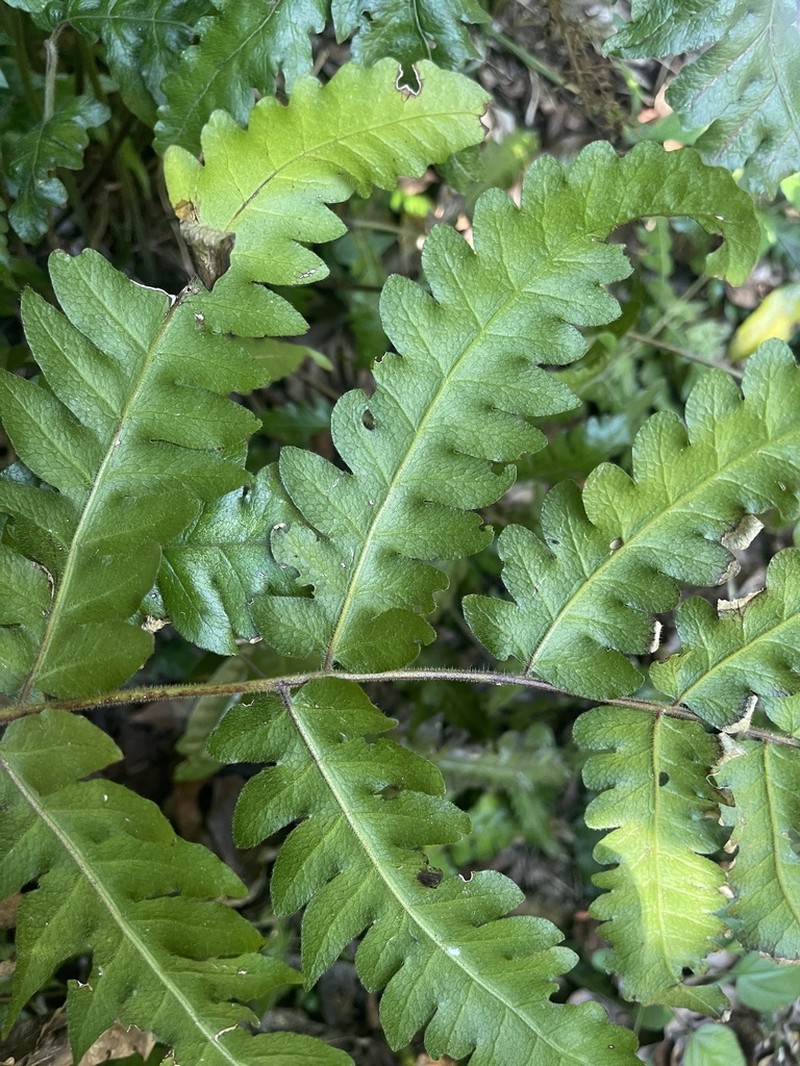 Blotiella natalensis photo 3